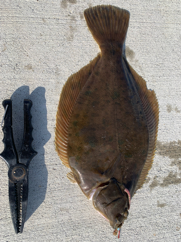 マコガレイの釣果