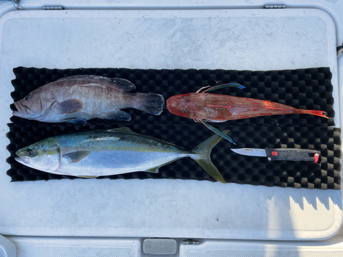 マハタの釣果