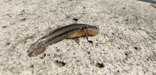 ハゼの釣果