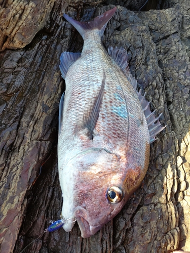 タイの釣果