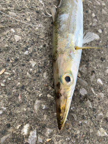 カマスの釣果