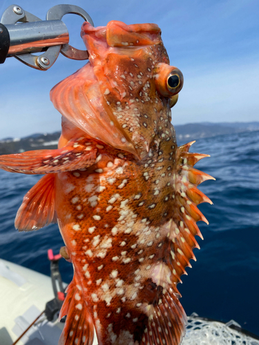 ウッカリカサゴの釣果