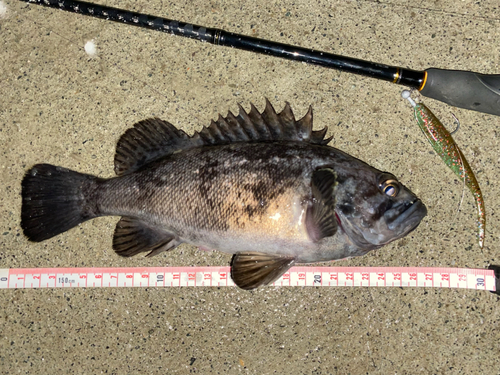 クロソイの釣果