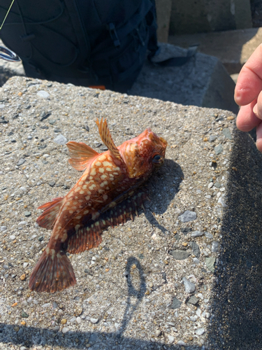 アラカブの釣果