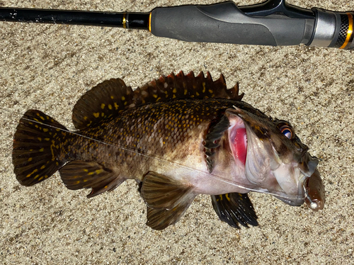 オウゴンムラソイの釣果