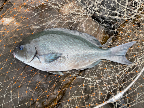 クロの釣果