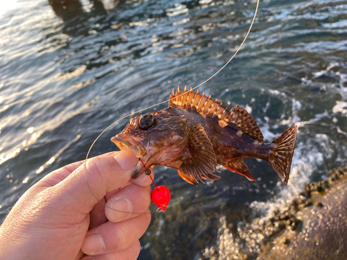 カサゴの釣果