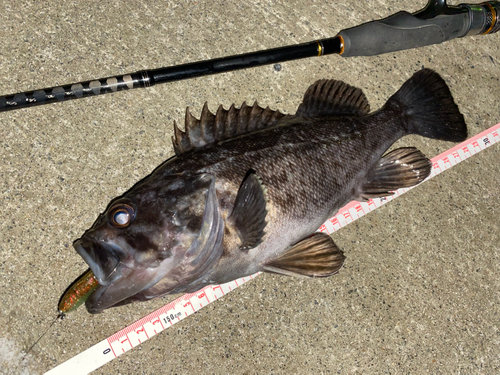 クロソイの釣果