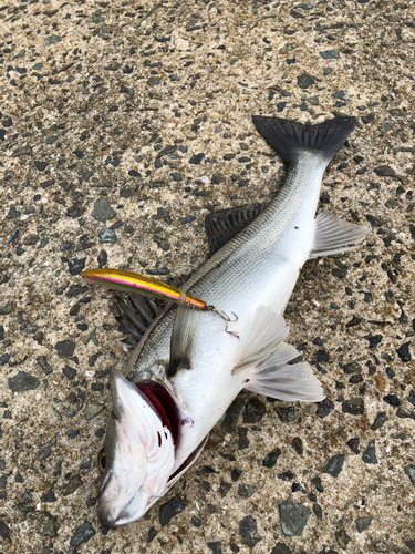 セイゴ（マルスズキ）の釣果