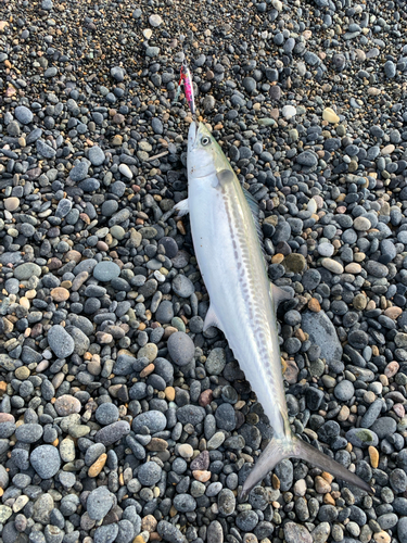 サゴシの釣果