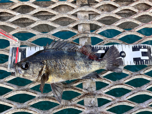 クロメバルの釣果