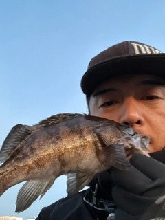 クロメバルの釣果