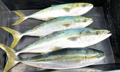 ワラサの釣果