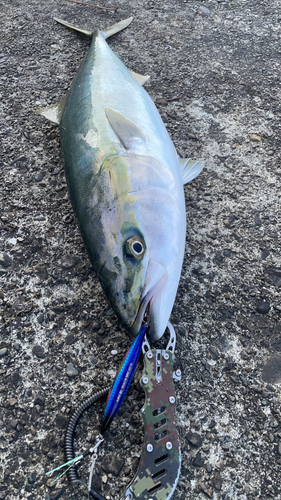 ハマチの釣果