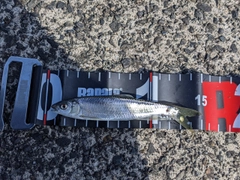 オイカワの釣果