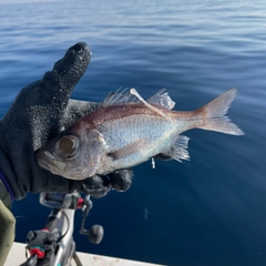 オオメハタの釣果