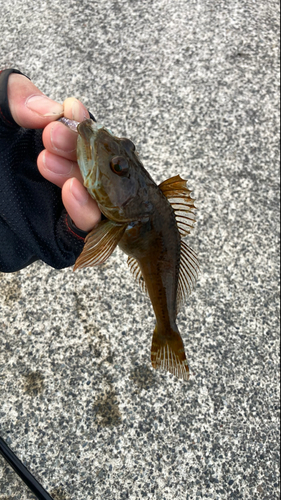 アナハゼの釣果