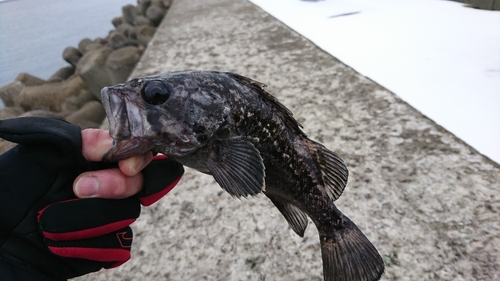 クロソイの釣果