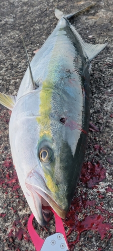 ブリの釣果