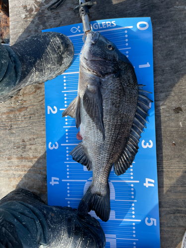 クロダイの釣果