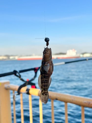 ハゼの釣果