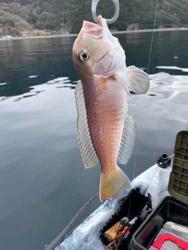 シロアマダイの釣果