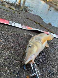 ニゴイの釣果