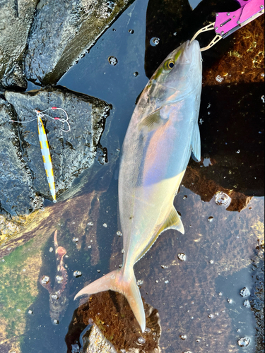 ネリゴの釣果