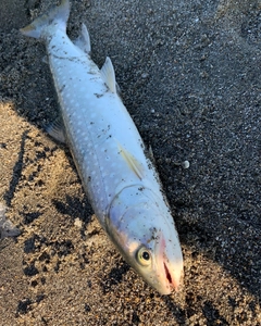 アメマスの釣果