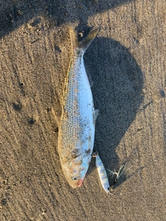 コノシロの釣果