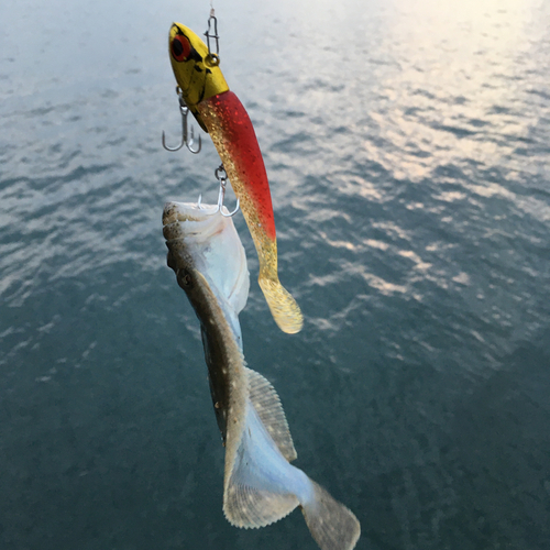 ソゲの釣果