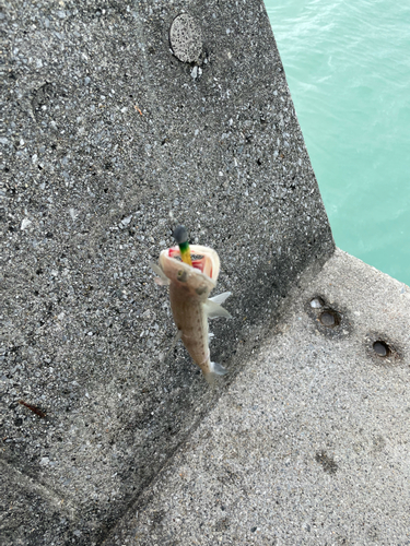 ワニエソの釣果