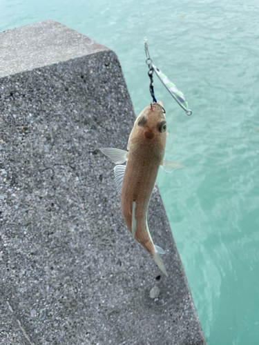 ワニエソの釣果