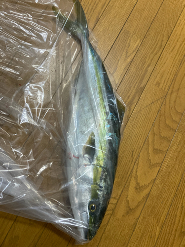 ブリの釣果