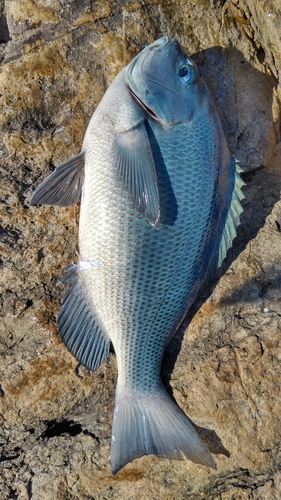 グレの釣果