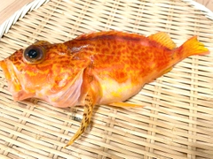 アヤメカサゴの釣果