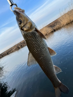 ニゴイの釣果