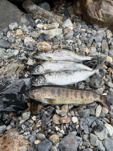 アマゴの釣果