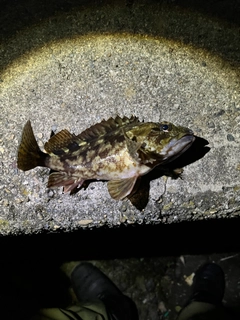 ガシラの釣果