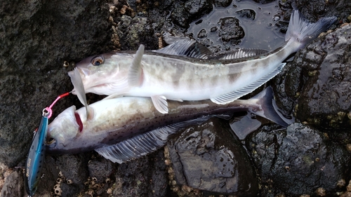 ホッケの釣果