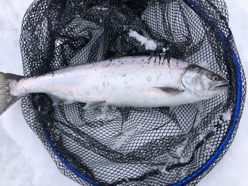 サクラマスの釣果