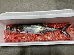 サゴシの釣果