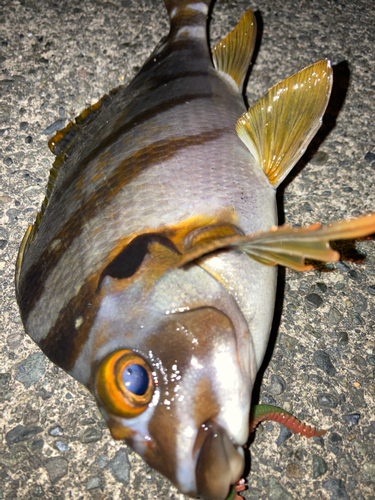 タカノハダイの釣果