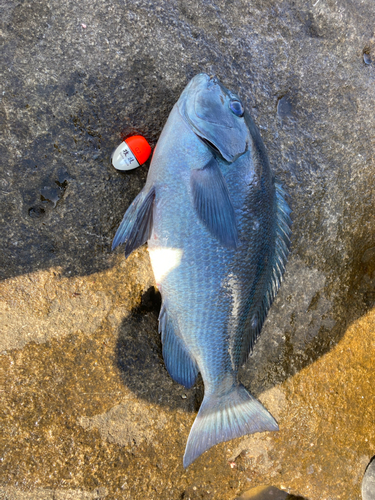 グレの釣果