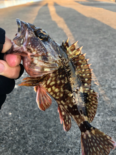 カサゴの釣果