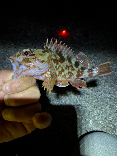 カサゴの釣果