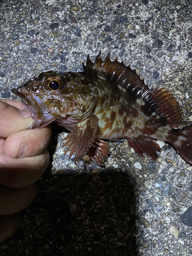 カサゴの釣果