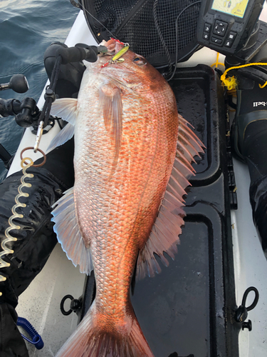 マダイの釣果