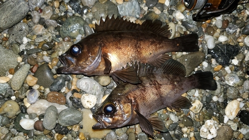 メバルの釣果