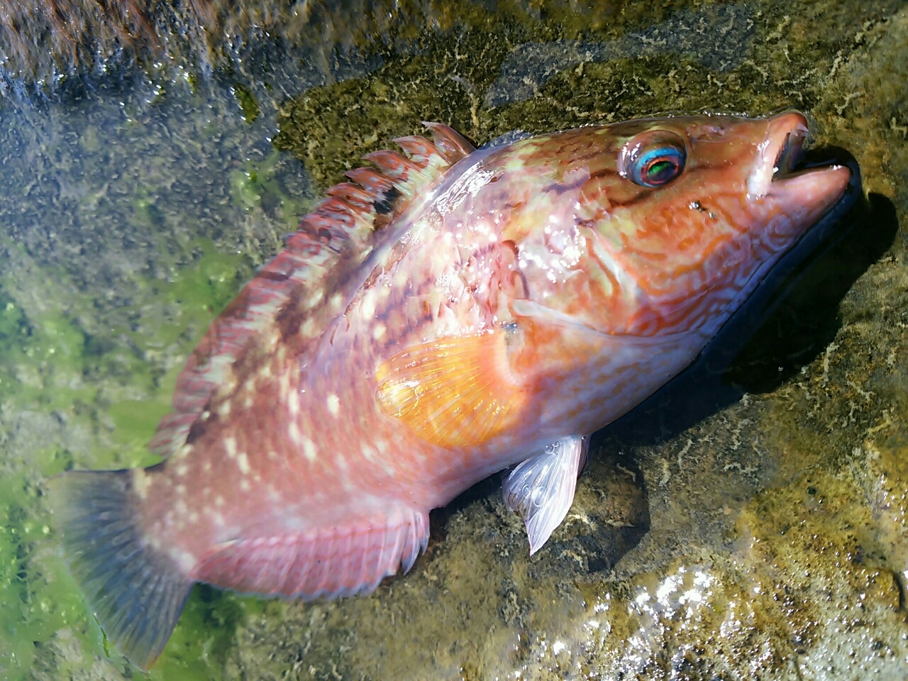 ウミタナゴ